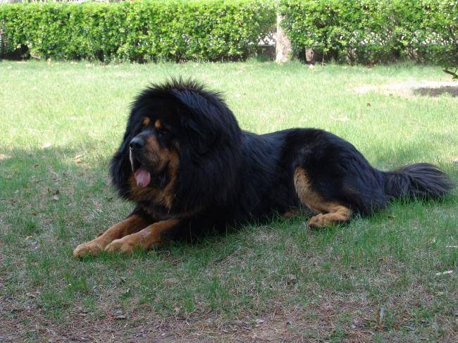 藏獒为什么不不值钱了？这个原因有直接关系(图2)