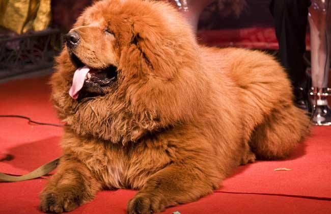 藏獒为什么不不值钱了？这个原因有直接关系(图3)