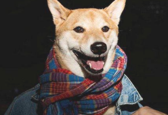 狗狗始终醒打喷嚏流鼻涕该该怎么办 狗狗总是醒鼻头流清鼻涕(图2)