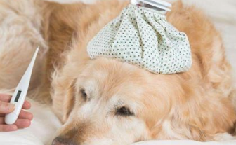 狗狗始终醒打喷嚏流鼻涕该该怎么办 狗狗总是醒鼻头流清鼻涕(图1)