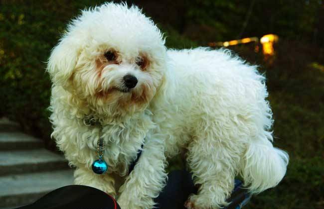 养贵宾犬要尽量什么 这几个方面多多留心(图2)