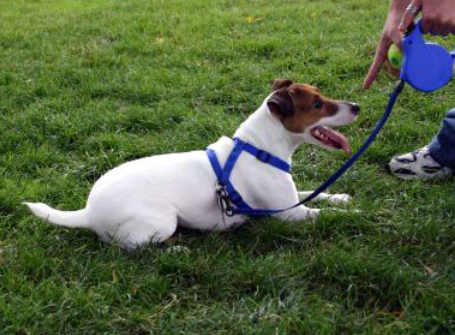 狗狗性格的培养方式 你学会了吗？(图1)