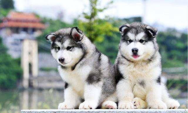 阿拉斯加幼犬怎么训练 你应该是要这样来(图3)