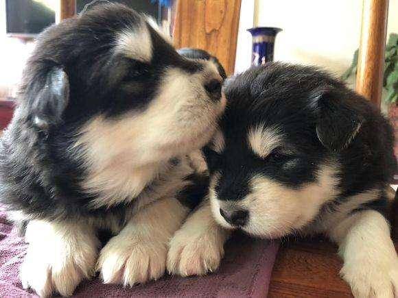 阿拉斯加幼犬怎么训练 你应该是要这样来(图4)