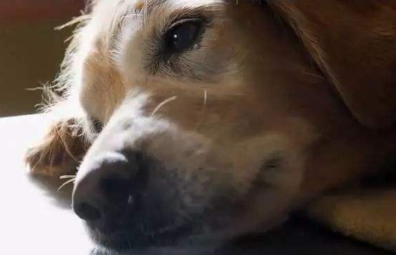 狗狗都会哭吗？看完那些知识你会明白的(图1)