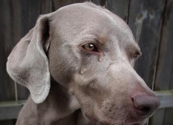 狗狗都会哭吗？看完那些知识你会明白的(图2)