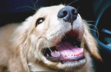 原来狗狗的吠叫声 是在“对暗号”？宠主：涨姿势了(图1)