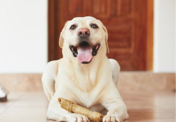 原来狗狗的吠叫声 是在“对暗号”？宠主：涨姿势了(图2)