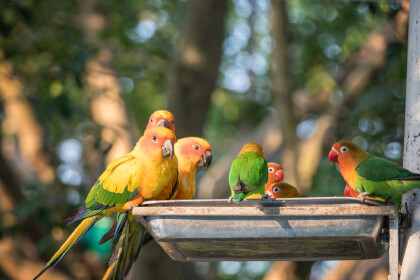 黄化玄凤鹦鹉秃头和不秃头的区别(图1)