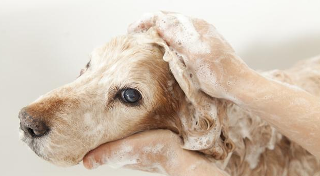 想让狗狗洗澡吗不反抗之力？4个小窍门 让汪星人秒变乖的人！(图1)