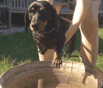 想让狗狗洗澡吗不反抗之力？4个小窍门 让汪星人秒变乖的人！(图2)