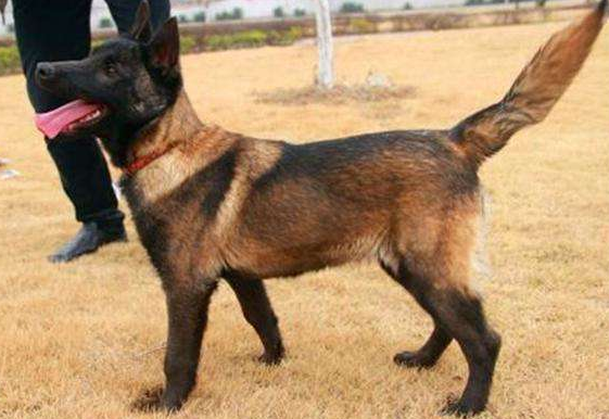 马犬估计怎摸特训 正更是是严是爱 松才是害(图1)