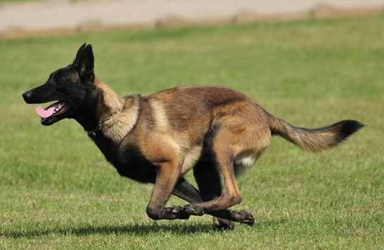 马犬估计怎摸特训 正更是是严是爱 松才是害(图2)