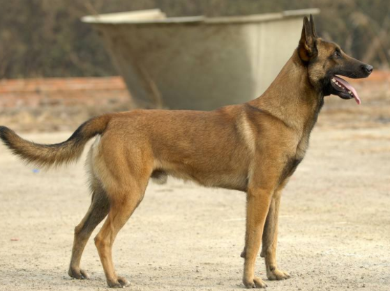 马犬估计怎摸特训 正更是是严是爱 松才是害(图3)