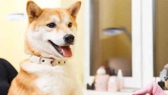 狗界七大“香狗” 内置芳香 宠主也能安心养(图1)