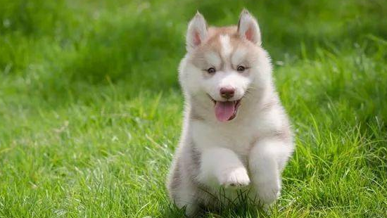 狗界七大“香狗” 内置芳香 宠主也能安心养(图2)