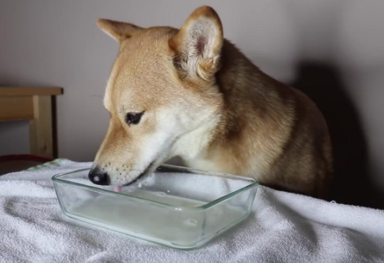 狗狗可以喝牛奶吗？请特别注意乳糖不适症的情况(图1)