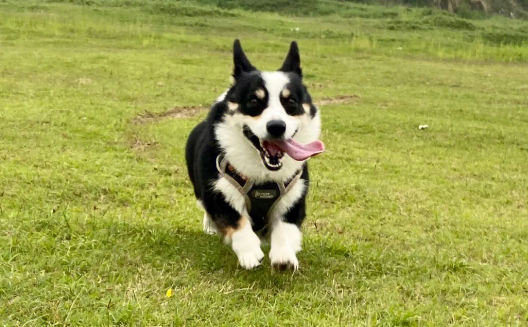 狗狗感冒发烧不可以医治会该如何？(图2)