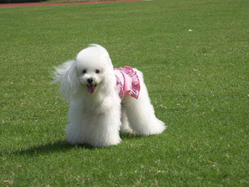 泰迪犬怎么看纯不纯 四个功能多的判别方法(图1)