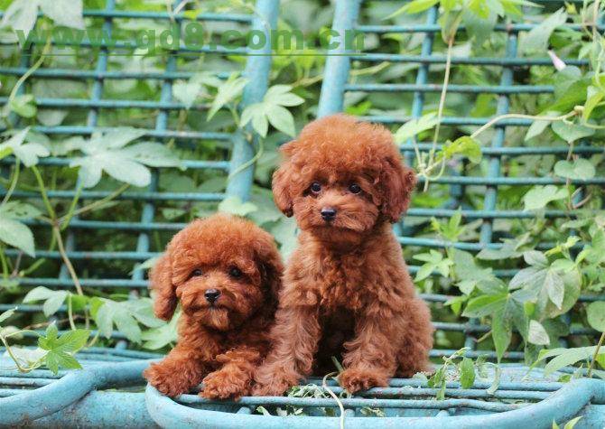 泰迪犬怎么看纯不纯 四个功能多的判别方法(图2)