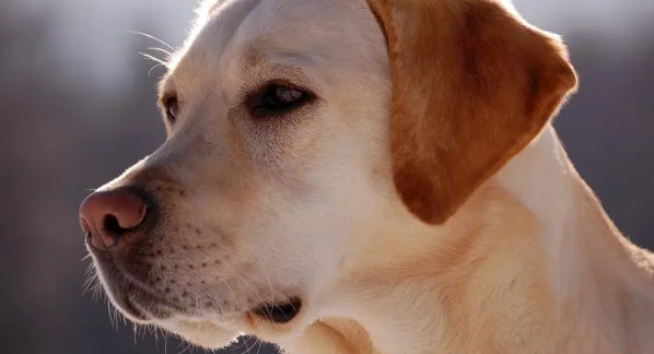 很比较喜欢和小孩子互相玩的5大狗狗 有3种(图1)