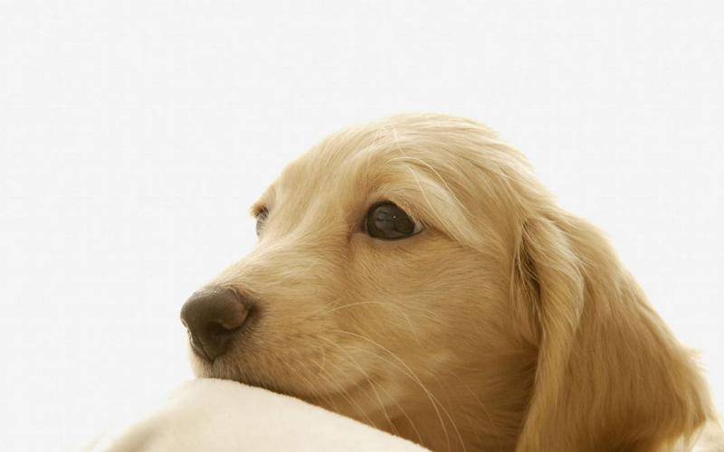 狗吃葡萄会怎么样？爱它就别人它吃葡萄(图3)