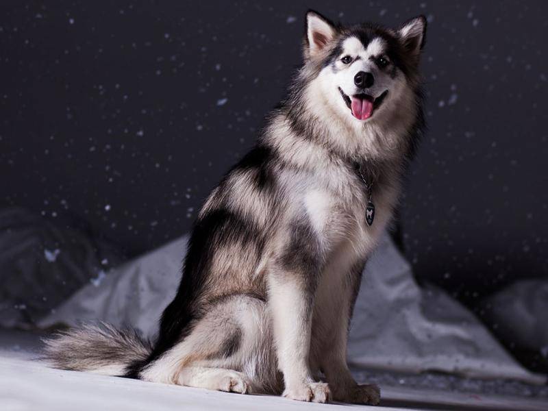 怎么样才能训练阿拉斯加犬？一些训练它的方法技巧(图3)