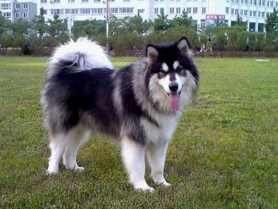 怎么样才能训练阿拉斯加犬？一些训练它的方法技巧(图1)
