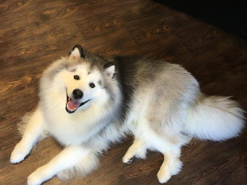 怎么样才能训练阿拉斯加犬？一些训练它的方法技巧(图2)