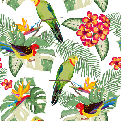 虎皮鹦鹉的特点(图1)