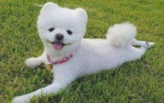 这几种狗狗更加凶恶 要小心！(图1)