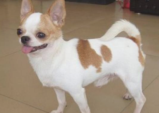 这几种狗狗更加凶恶 要小心！(图2)