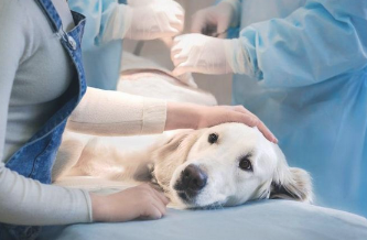 没养宠物前其实每日喂点犬粮就可以了 但养了后才明白不大容易(图1)