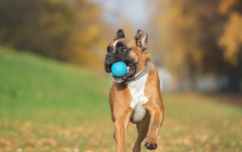 没养宠物前其实每日喂点犬粮就可以了 但养了后才明白不大容易(图2)