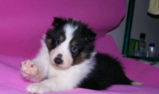 喜乐蒂犬吃什么？营养混合很有用(图3)