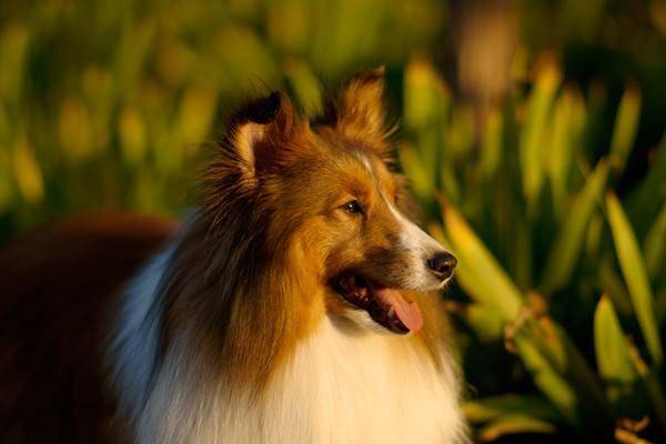 喜乐蒂犬吃什么？营养混合很有用(图2)