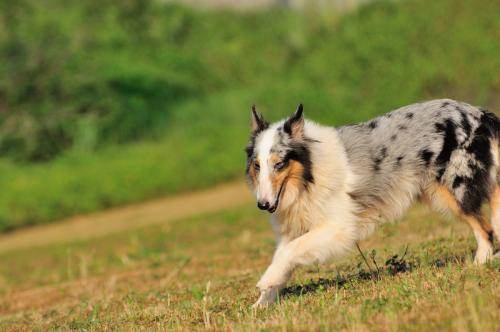 喜乐蒂犬吃什么？营养混合很有用(图4)