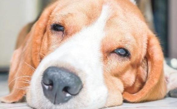 主人下手打狗 狗狗为什么不不还手 宠物医生：你一直都在狗狗眼里是那样的(图2)