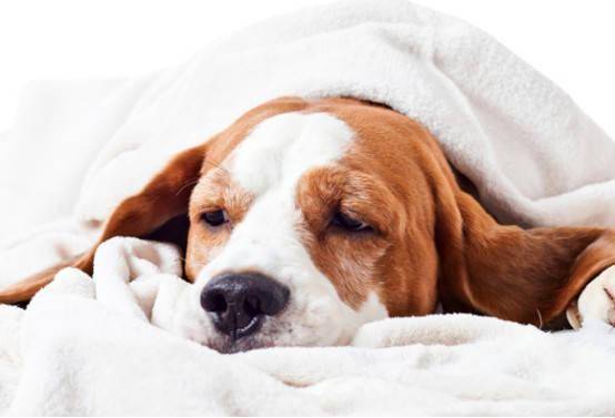 宠物狗死了咋处理？随悲伤但要处理得当(图1)