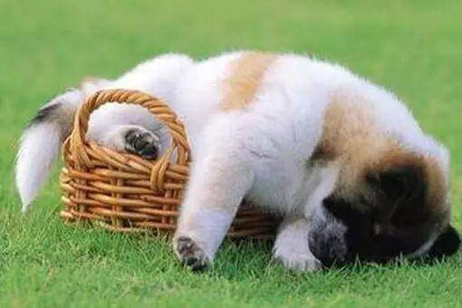 宠物狗死了咋处理？随悲伤但要处理得当(图2)