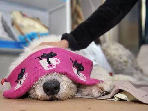 宠物狗死了咋处理？随悲伤但要处理得当(图3)