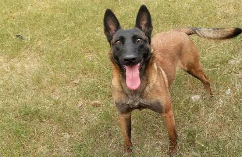 马犬晚上老叫咋办？抹去眼泪到位易可以解决(图2)