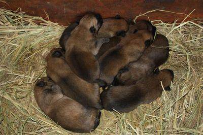 马犬晚上老叫咋办？抹去眼泪到位易可以解决(图4)