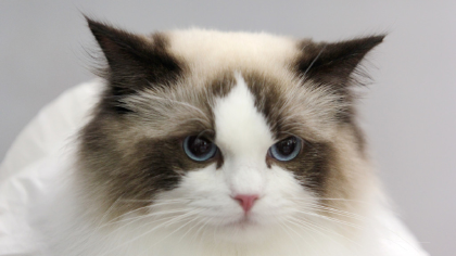 猫有九条命是真吗(图1)