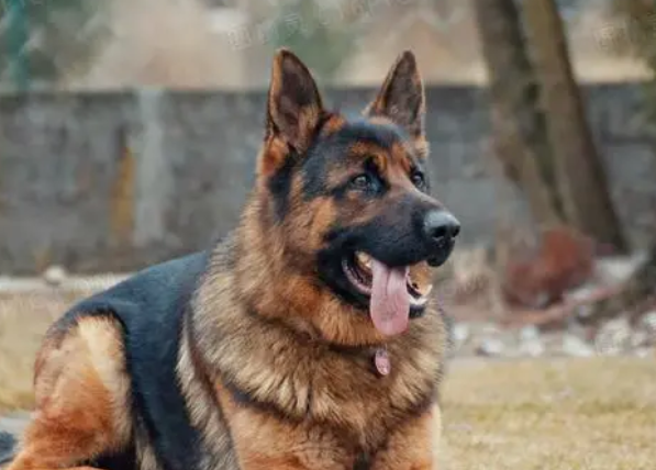 最合适男生养的“5种小狗” 你家有吗？(图1)