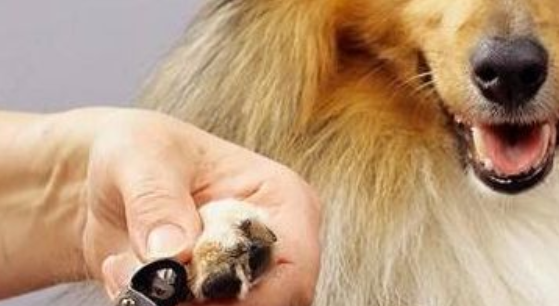 怎么给狗狗剪指甲？该注意一点的地方最好小心些就行了(图1)