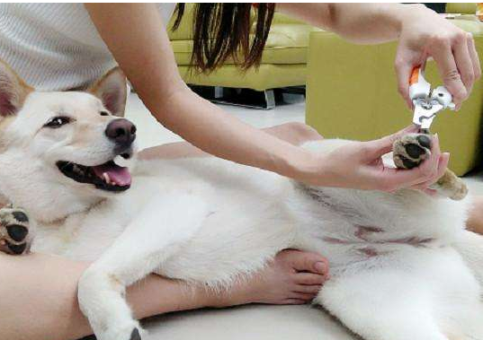 怎么给狗狗剪指甲？该注意一点的地方最好小心些就行了(图2)