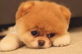 狗狗得疾病前的预兆 铲屎官一定得警醒！(图1)