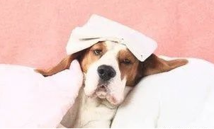 狗狗得疾病前的预兆 铲屎官一定得警醒！(图2)