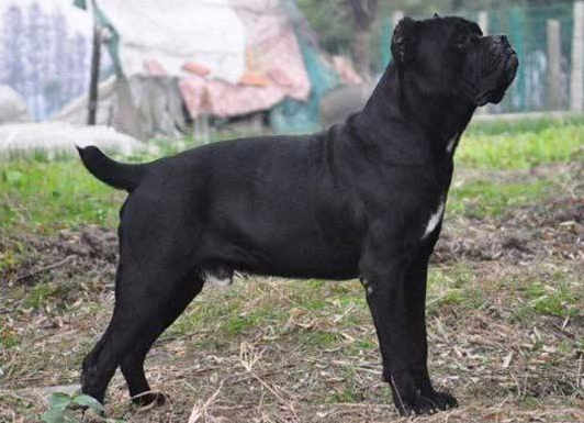 罗威纳犬和马犬哪个好？不这样差别不大又怎会知道(图1)